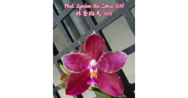 Орхидея Phal. Lyndon Mix Zebra 808 - купить, доставка Украина